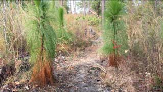 Back through the longleaf pine gate